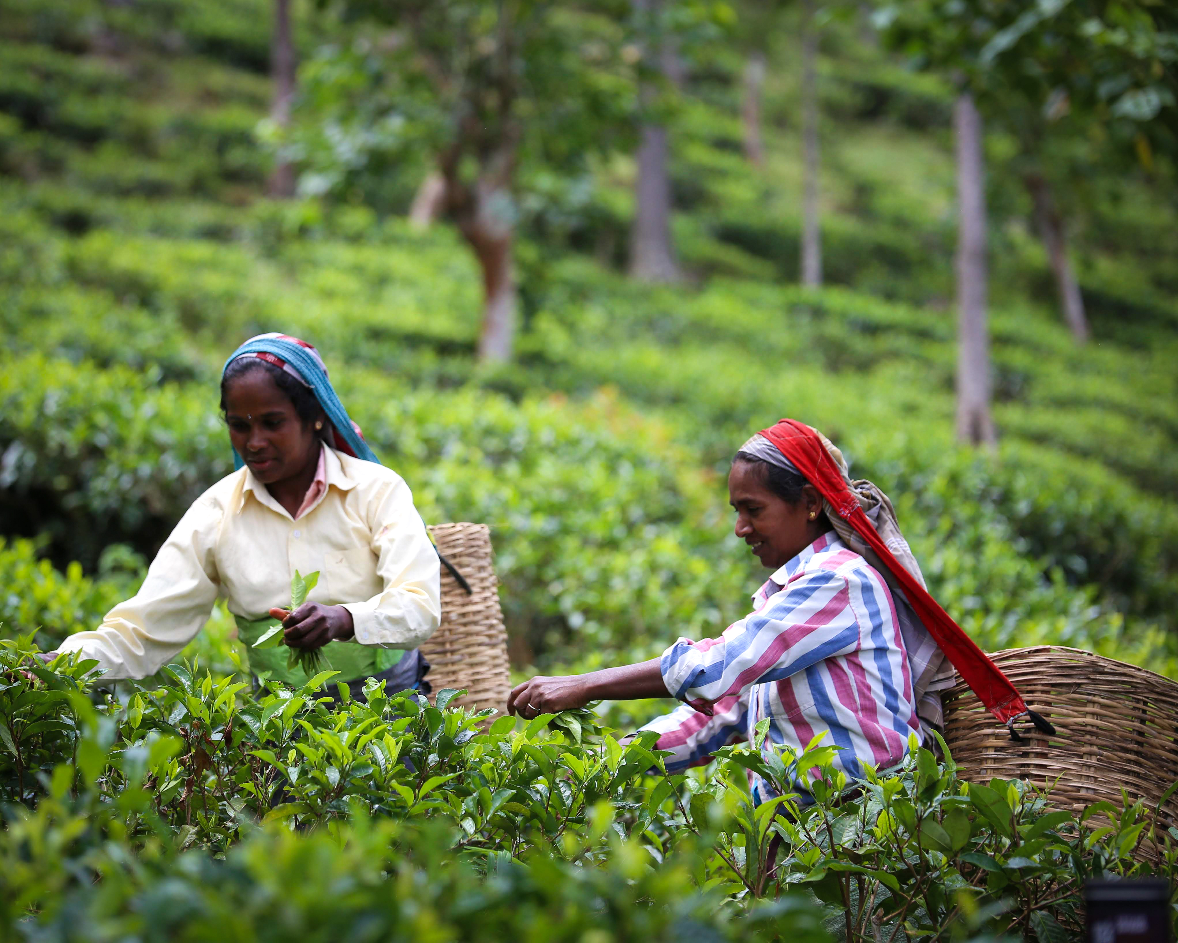 Workers hand picking tea in tea garden, Sri Lanka